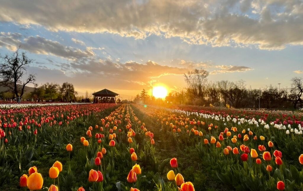 Tulip garden srinagar