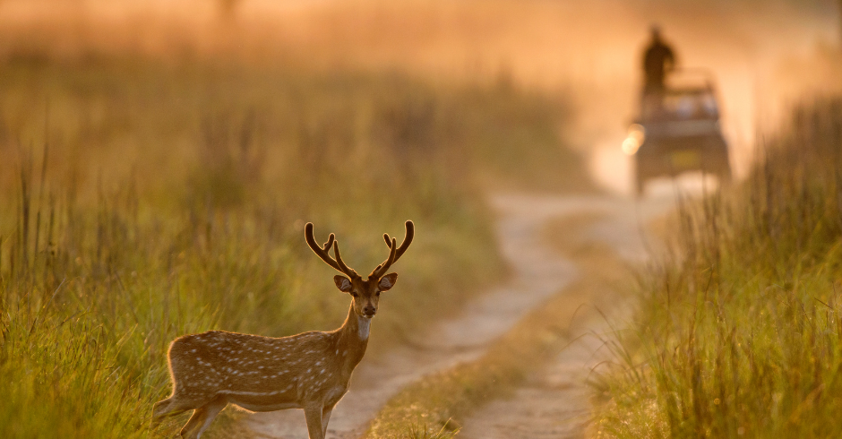 Jim Corbett National Park