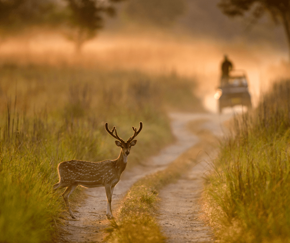 Jim Corbett National Park