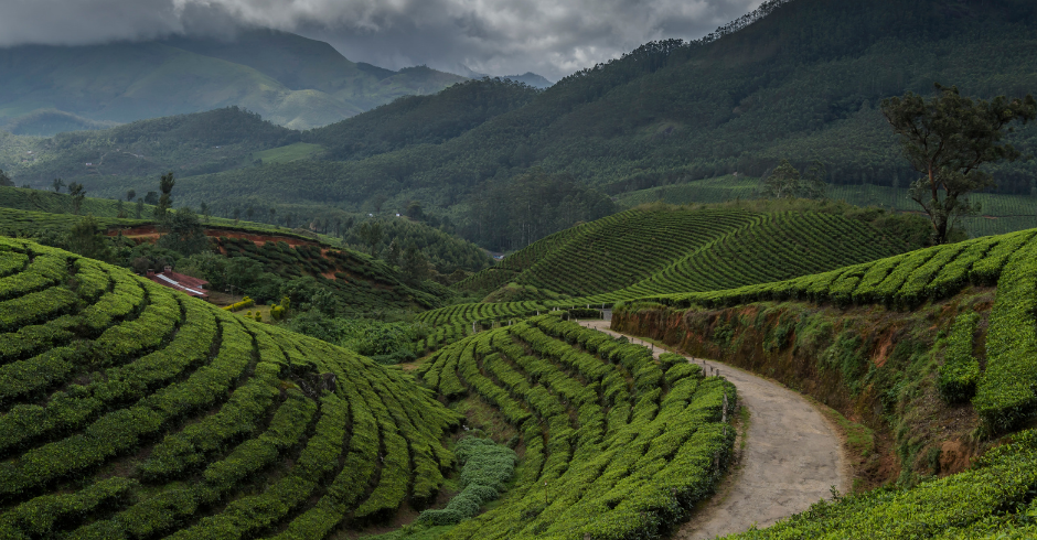 Valparai Tea Plantations