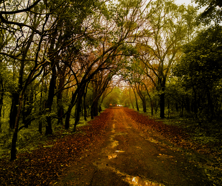 Scenic Pachamarhi