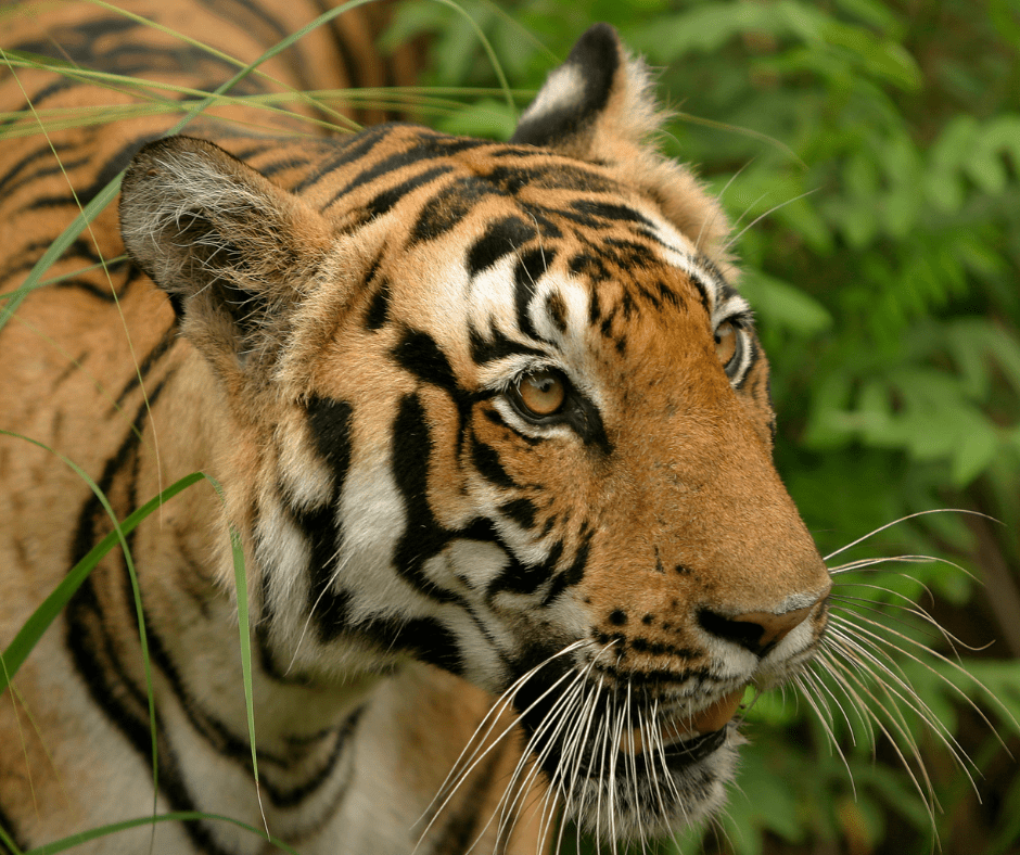 Kanha National Park