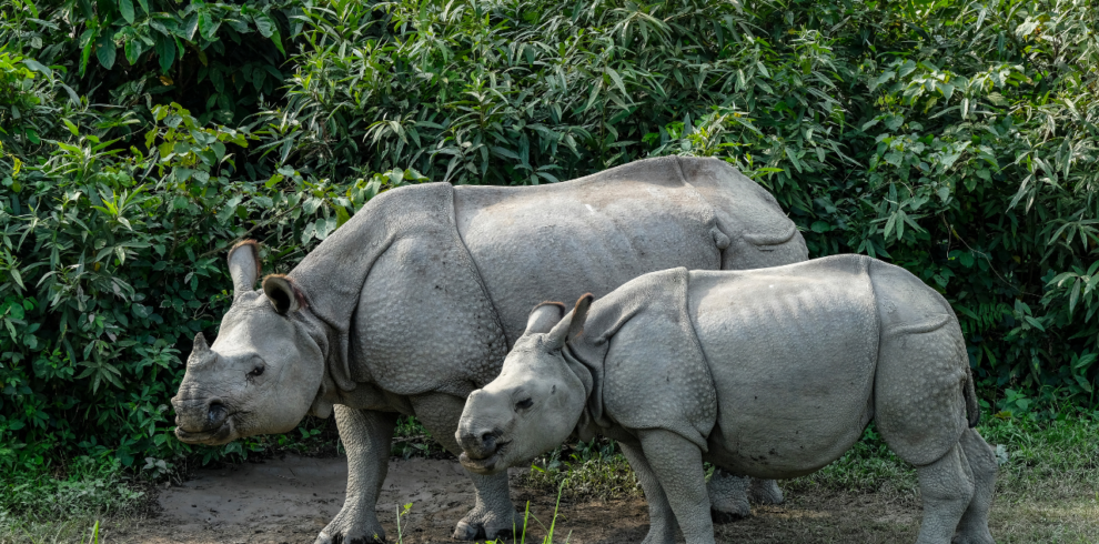 Kaziranga National Park