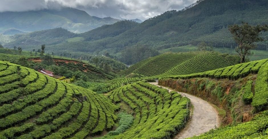 Tea Plantations in Kerala