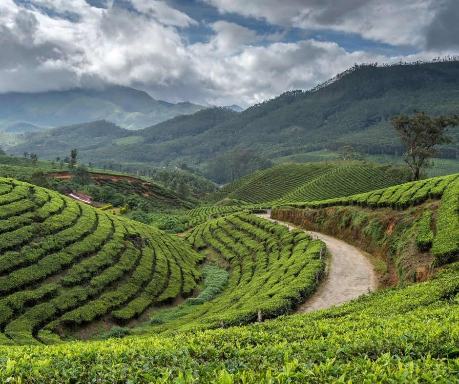 Tea Plantations in Kerala