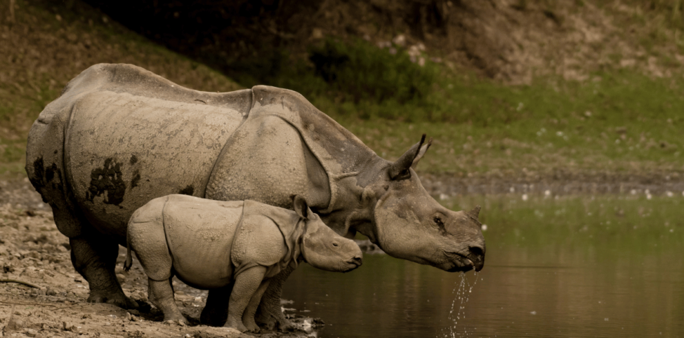 Kaziranga National Park