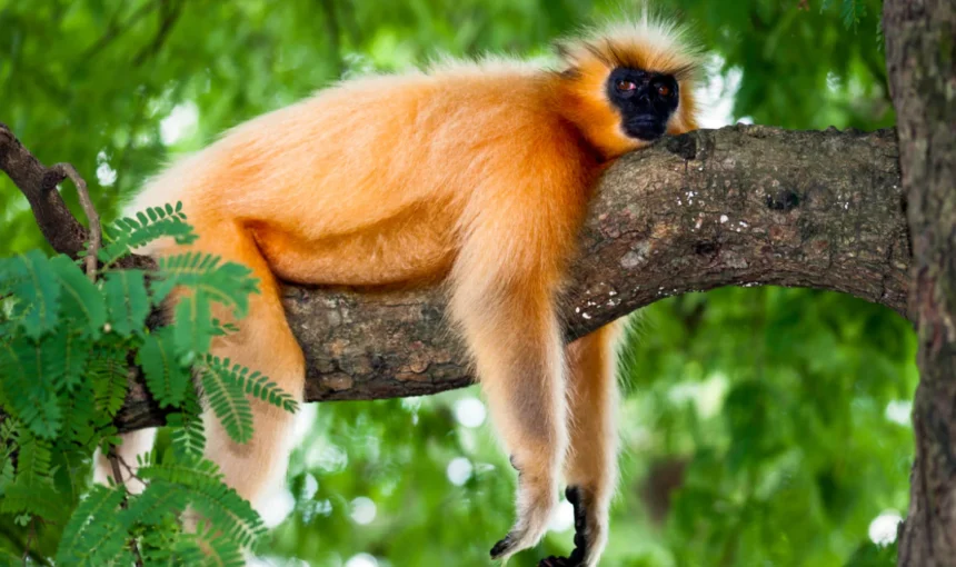 Discovering the Top 10 Wildlife Sanctuaries in Kerala: A Nature Lover’s Guide