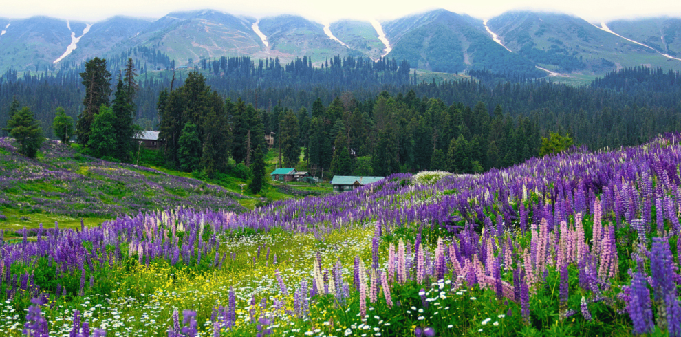 Scenic Kashmir