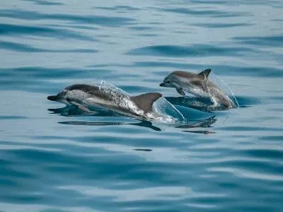 Dolphin Cruise