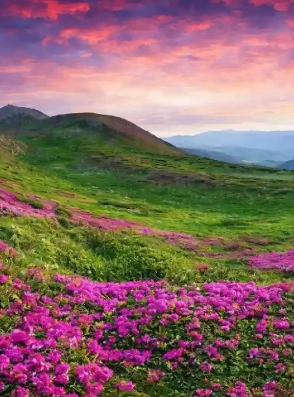 Sikkim tour packages from Bagdogra