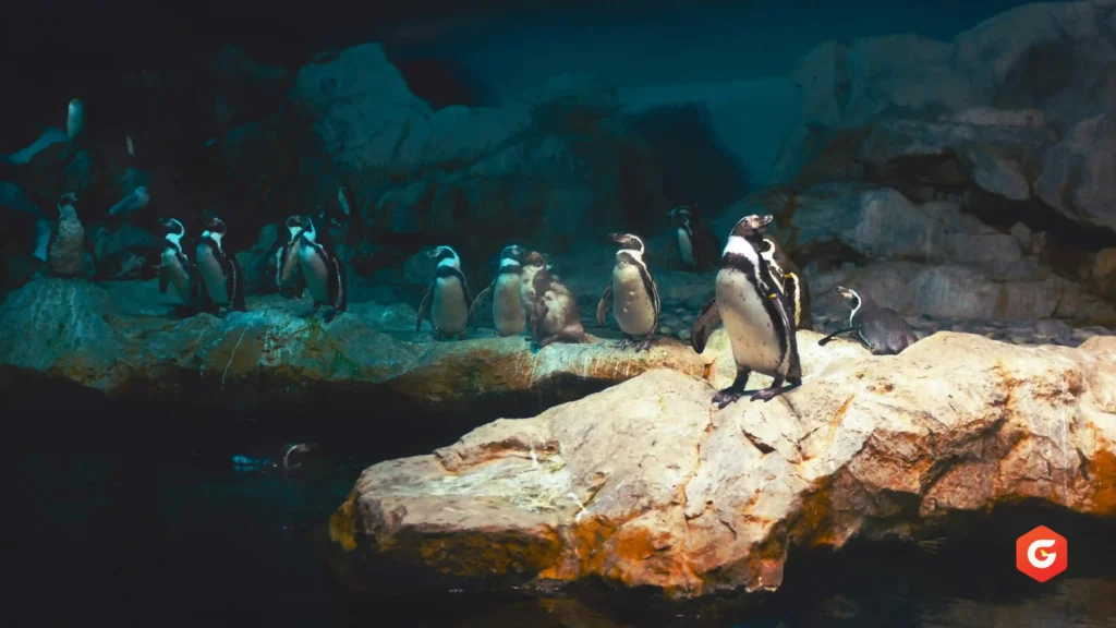 Singapore Zoo & Night Safari