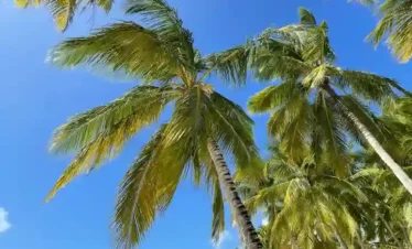 Agatti Island, Lakshadweep – tall swaying coconut palm trees against a clear blue sky with a glimpse of turquoise sea, creating a vibrant tropical beach atmosphere.