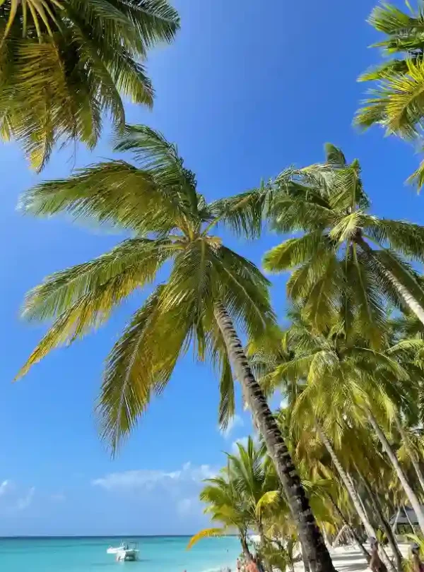 Agatti Island, Lakshadweep – tall swaying coconut palm trees against a clear blue sky with a glimpse of turquoise sea, creating a vibrant tropical beach atmosphere.