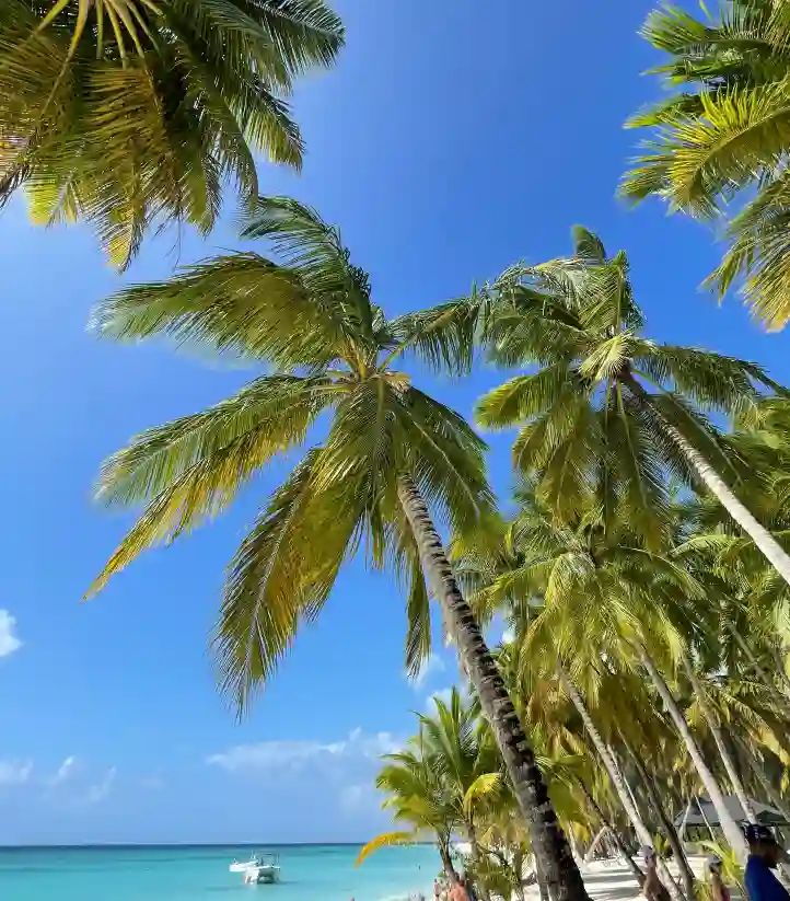 Agatti Island, Lakshadweep – tall swaying coconut palm trees against a clear blue sky with a glimpse of turquoise sea, creating a vibrant tropical beach atmosphere.