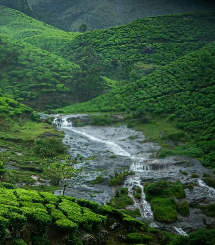 A scenic view of a gentle rocky waterfall cascading through rolling hills covered in vibrant green tea plantations. The tea bushes create a textured, carpet-like pattern across the landscape under a misty, overcast sky. The water flows over dark grey stones, surrounded by patches of bright green moss and grass, epitomizing the tropical highland charm of Kerala.
