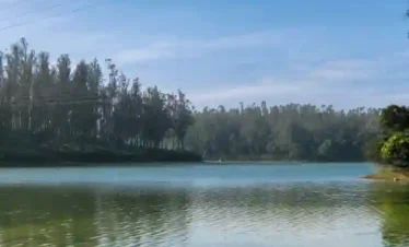 A tranquil view of a wide, calm lake with turquoise-tinted water reflecting a clear blue sky. The far shoreline is densely lined with tall, slender eucalyptus and pine trees. The scene is bright and peaceful, capturing the natural highland beauty of the Nilgiris during a sunny day.