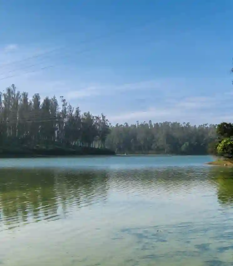 A tranquil view of a wide, calm lake with turquoise-tinted water reflecting a clear blue sky. The far shoreline is densely lined with tall, slender eucalyptus and pine trees. The scene is bright and peaceful, capturing the natural highland beauty of the Nilgiris during a sunny day.