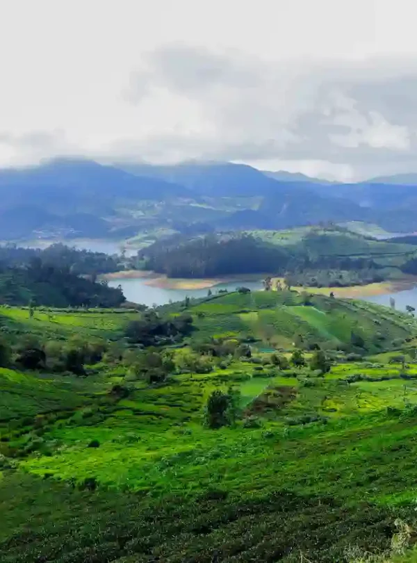 High-angle view of the Nilgiri hills in Ooty. The foreground is covered in stepped green tea gardens that lead down to a calm blue lake. Layered mountains and soft white clouds fill the background.