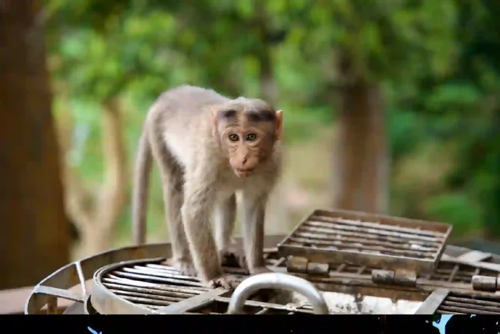 kerala tour packages backwater houseboat Kerala