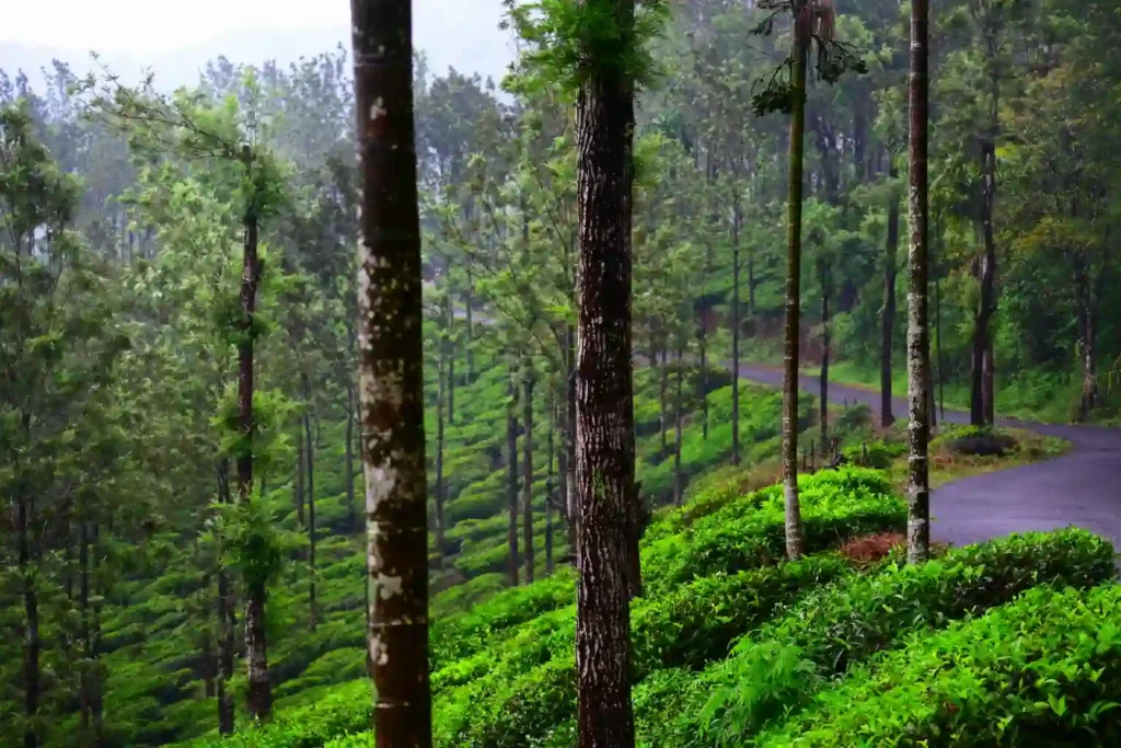 kerala tour packages backwater houseboat Kerala