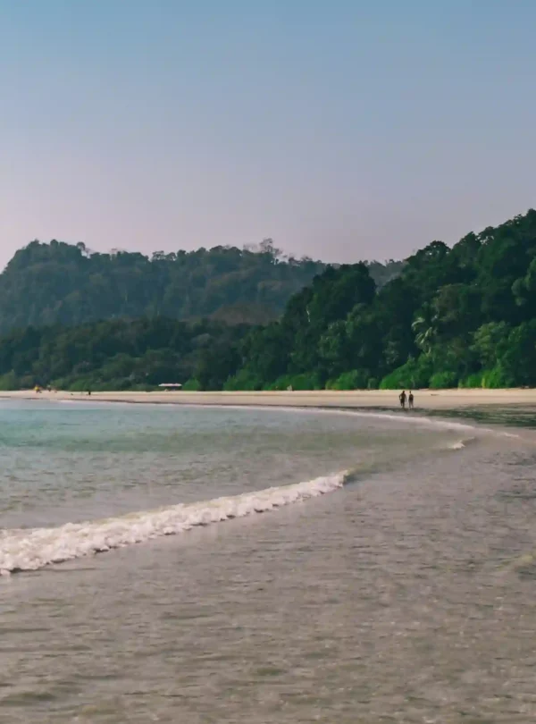 A scenic view of a wide, sandy beach in the Andaman Islands with gentle ocean waves rolling ashore, bordered by a dense, green tropical forest on a clear day.
